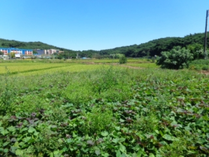 서산지원 2024타경54674-1 사진