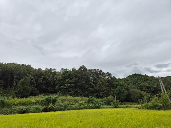 의성지원 2025타경391-2 사진