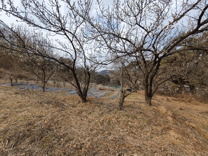 대구서부지원 2026타경3267-1 사진
