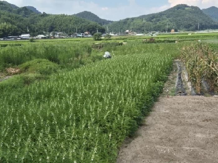 광주지법 2025타경33468-6 사진