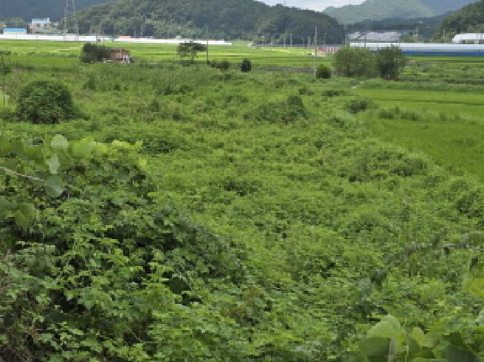 장흥지원 2025타경5306-1 사진