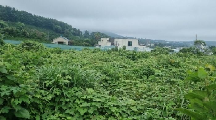 제주지법 2025타경8353-1 사진